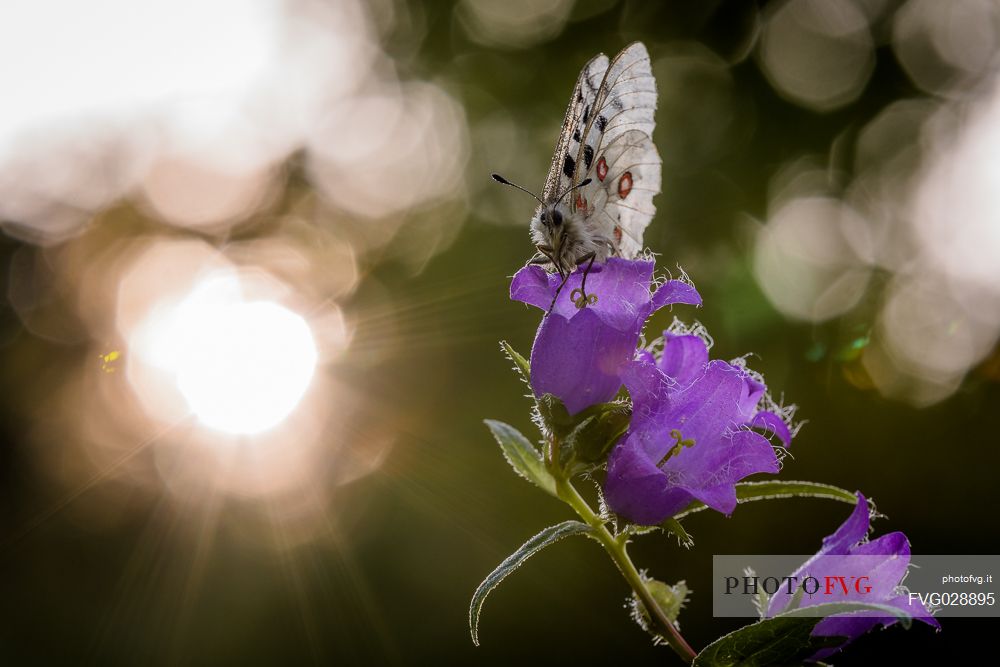 Apollo butterfly  ( Parnassius apollo ) on willow gentian ( Gentiana asclepiadea)
