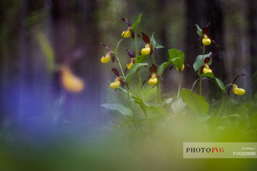 Lady's slipper or Cypripedium calceolus in its natural habitat.
