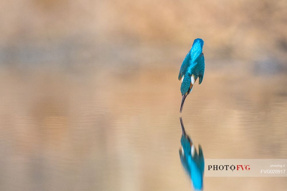 Alcedo atthis, Common Kingfisher (male) fishing