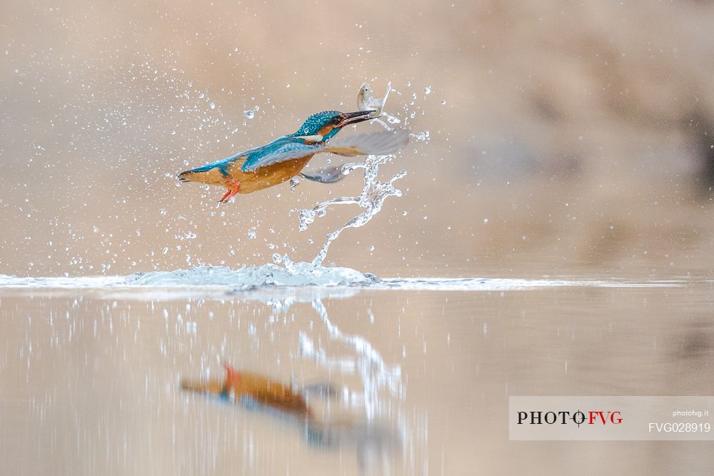 Alcedo atthis, Common Kingfisher (male) fishing