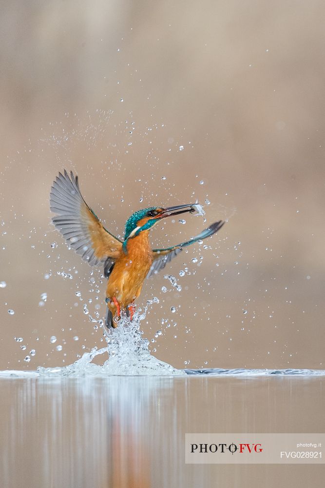 Alcedo atthis, Common Kingfisher (male) fishing