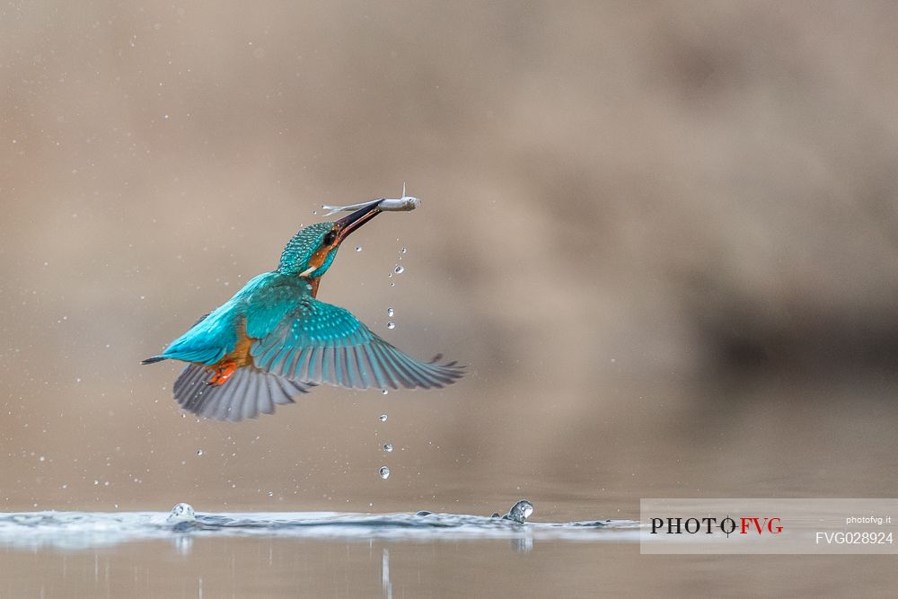 Alcedo atthis, Common Kingfisher (male) fishing