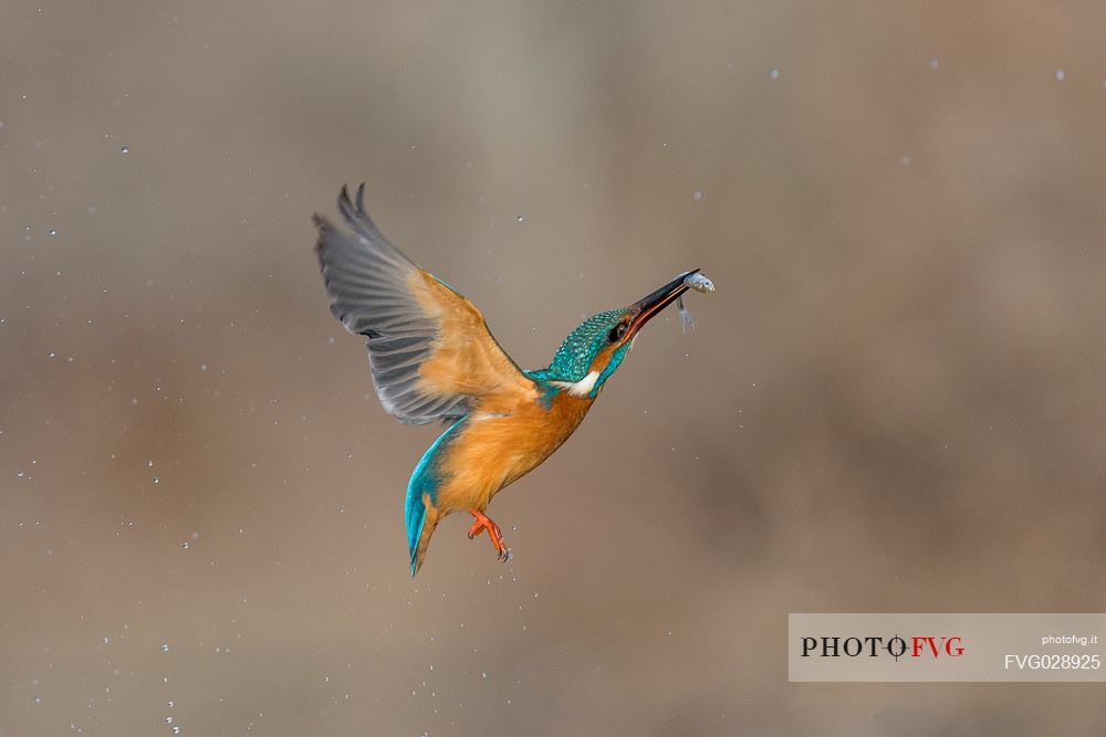 Alcedo atthis, Common Kingfisher (male) fishing