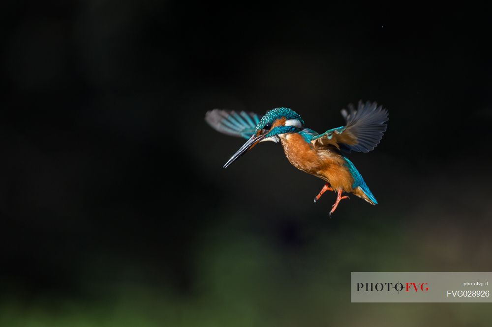 Alcedo atthis, Common Kingfisher (male) fishing