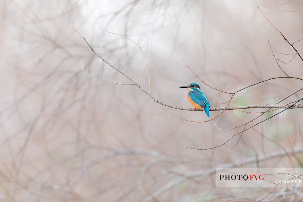 Alcedo atthis or common Kingfisher (male) in the grove