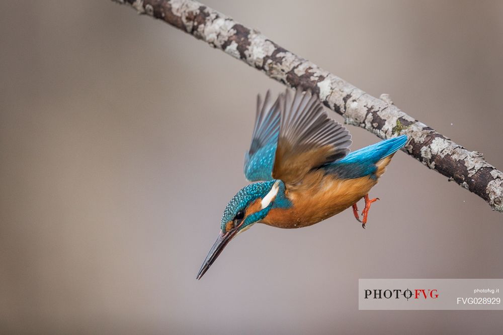 Alcedo atthis or common Kingfisher (male) fishing