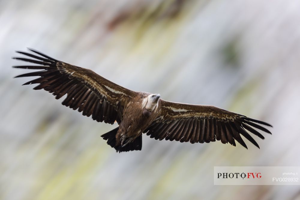 Eurasian Griffon, Gyps fulvus, in flight 