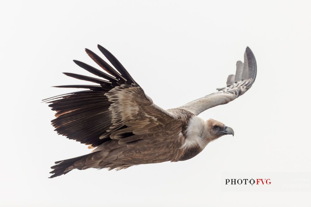 Eurasian Griffon, Gyps fulvus, in flight 