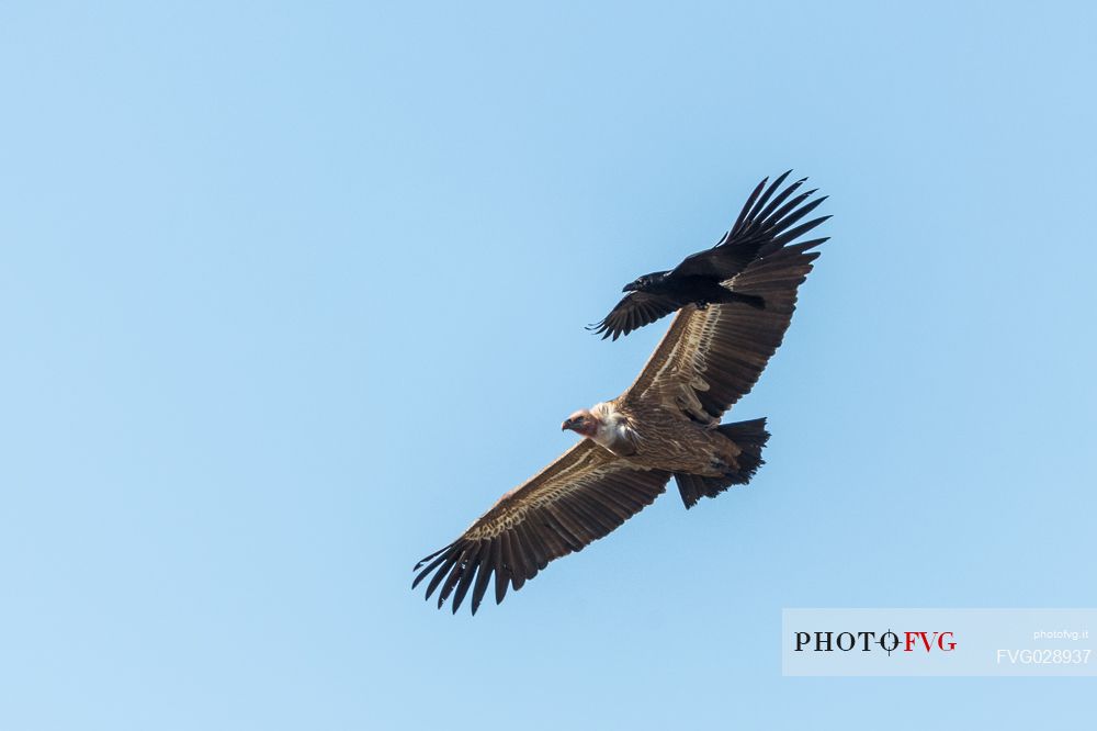 Eurasian Griffon (Gyps fulvus) in flight with Raven