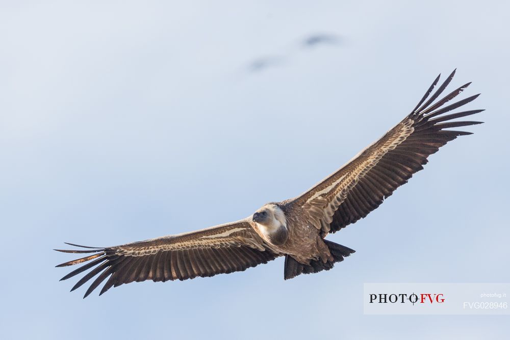 Eurasian Griffon, Gyps fulvus, in flight 