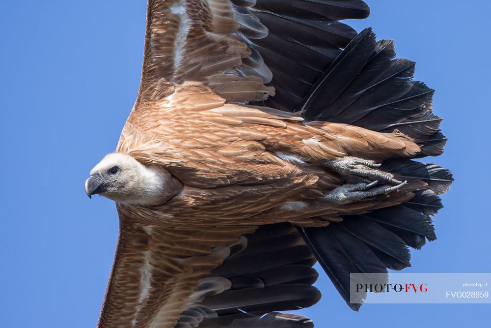 Close up eurasian Griffon,Gyps fulvus, in flight 