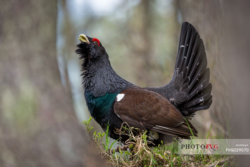 Tetrao urogallus or Eurasian Capercaillie or Western Capercaillie male in mating season. 