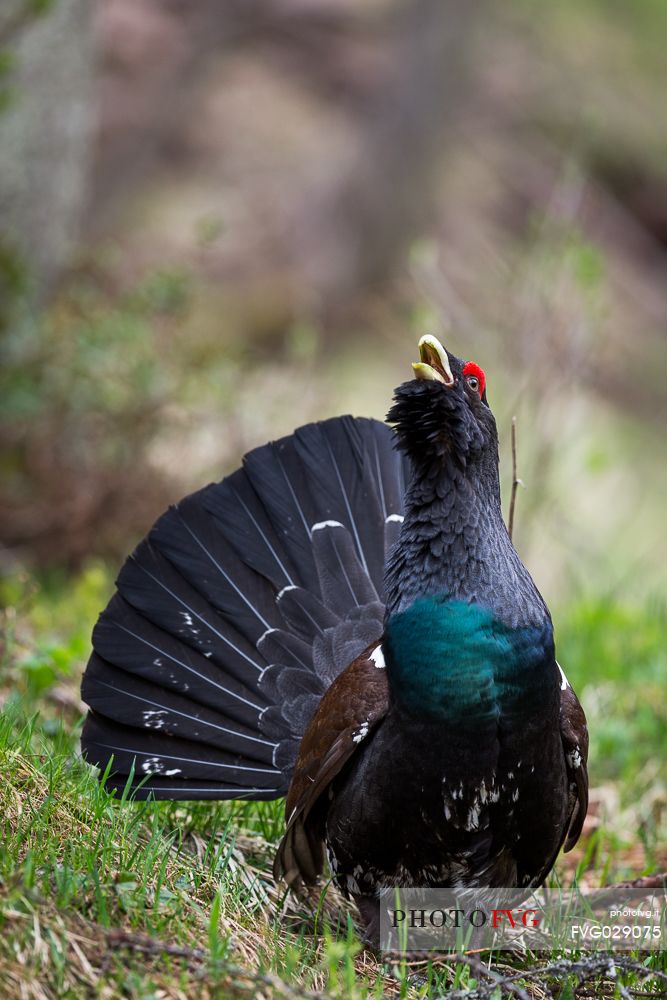 Tetrao urogallus or Eurasian Capercaillie or Western Capercaillie male in mating season. 