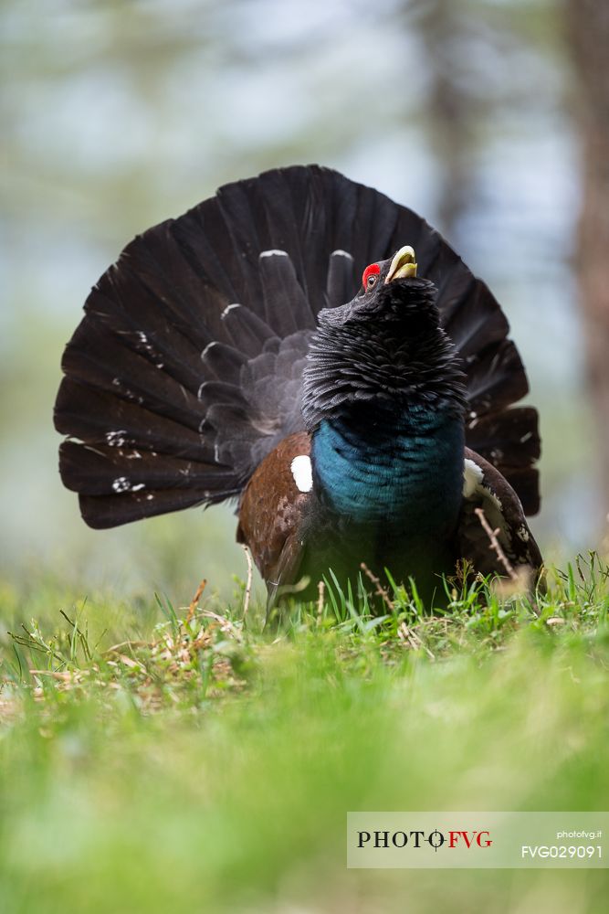 Tetrao urogallus or Eurasian Capercaillie or Western Capercaillie male in mating season. 