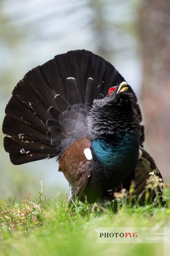 Tetrao urogallus or Eurasian Capercaillie or Western Capercaillie male in mating season. 