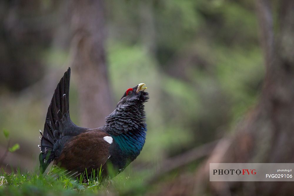 Tetrao urogallus or Eurasian Capercaillie or Western Capercaillie male in mating season. 