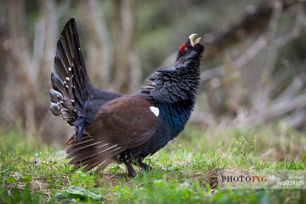 Tetrao urogallus or Eurasian Capercaillie or Western Capercaillie male in mating season. 