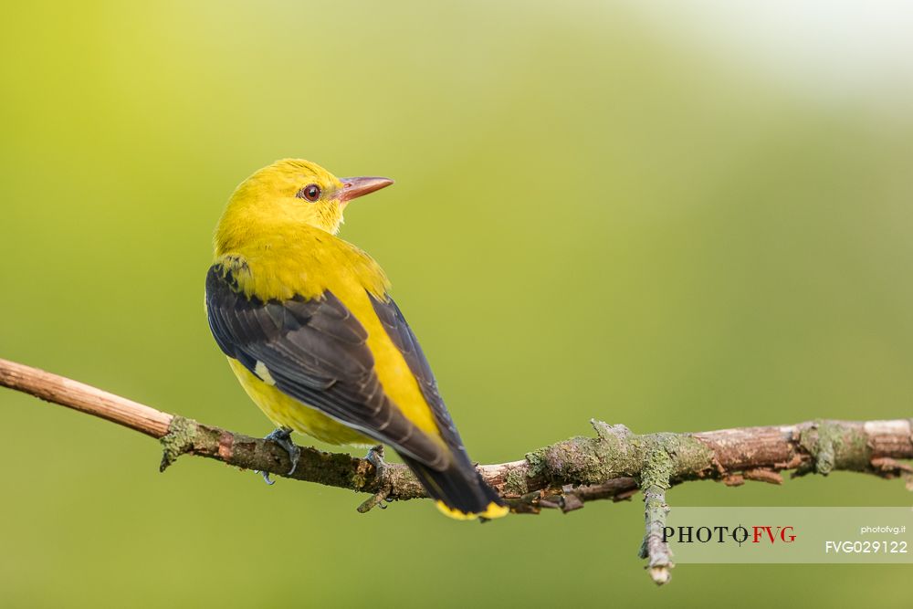 Golden Oriole or Oriolus oriolus on summer before migration