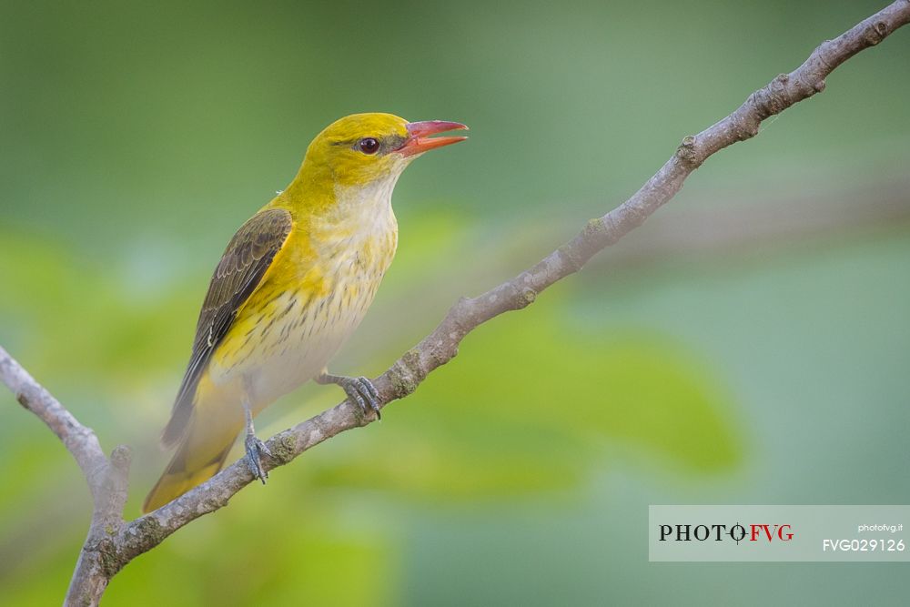 Golden Oriole or Oriolus oriolus on summer before migration