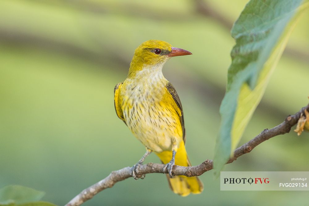 Golden Oriole or Oriolus oriolus on summer before migration