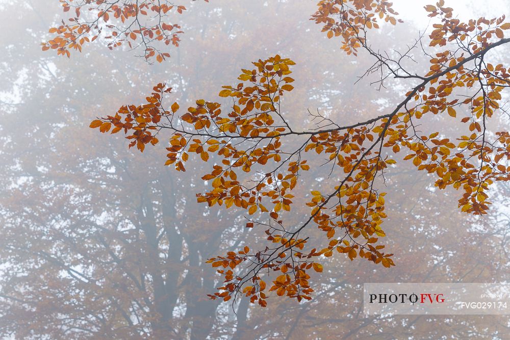 Beech forest in autumn