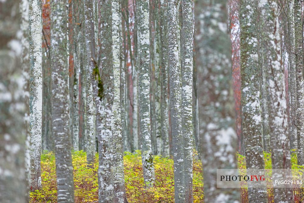 Trunks in the beech forest