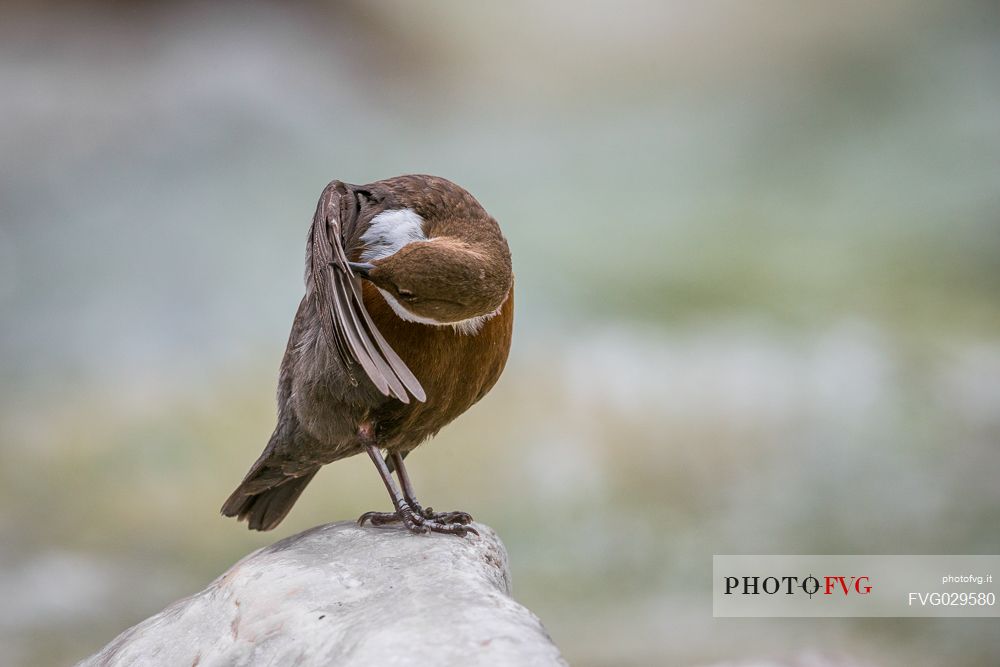 White-throated Dipper, Cinclus cinclus, cleans the plumage