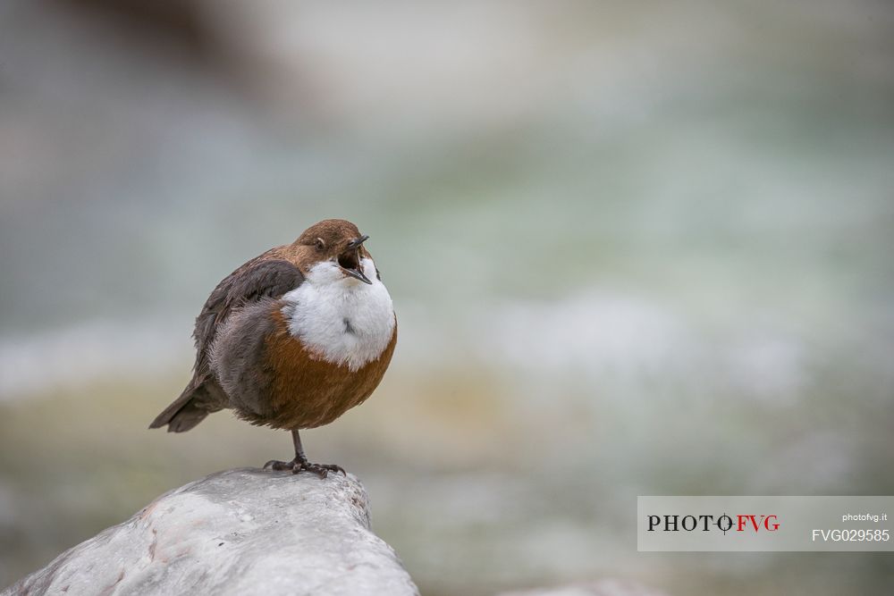 White-throated Dipper, Cinclus cinclus, singing