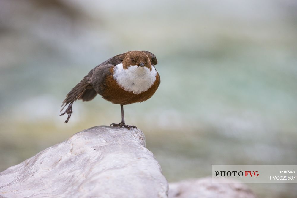 Stretching of the White-throated Dipper, Cinclus cinclus