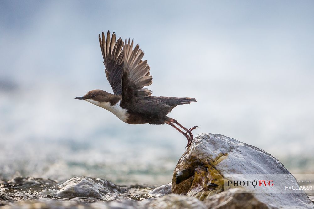 White-throated Dipper, Cinclus cinclus, starts flying over the river