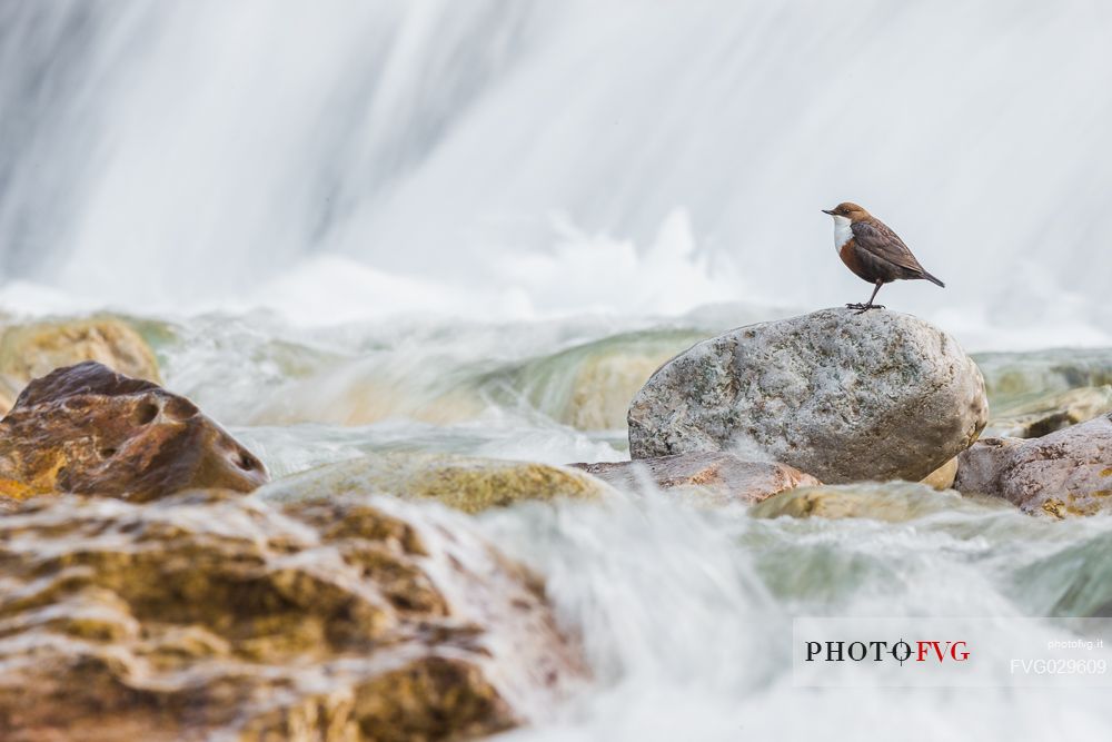 White-throated Dipper, Cinclus cinclus in his habitat