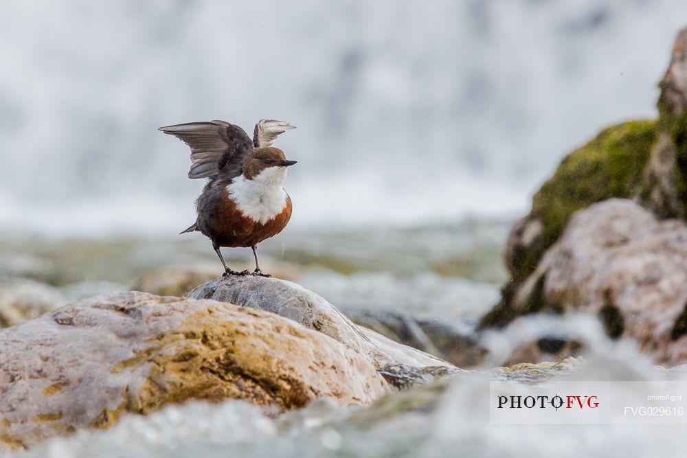 White-throated Dipper, Cinclus cinclus, drying its wings