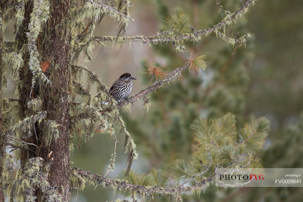 The spotted nutcracker, Nucifraga caryocatactes, in wintry forest