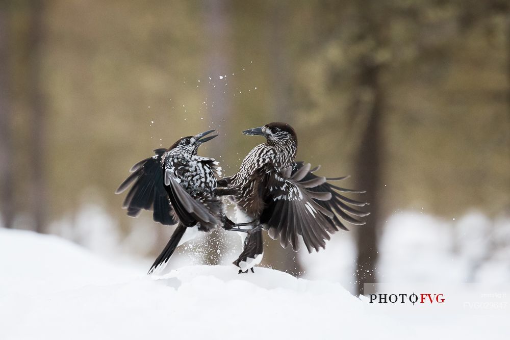 The Spotted nutcrackers (Nucifraga caryocatactes) fighting in the winter.