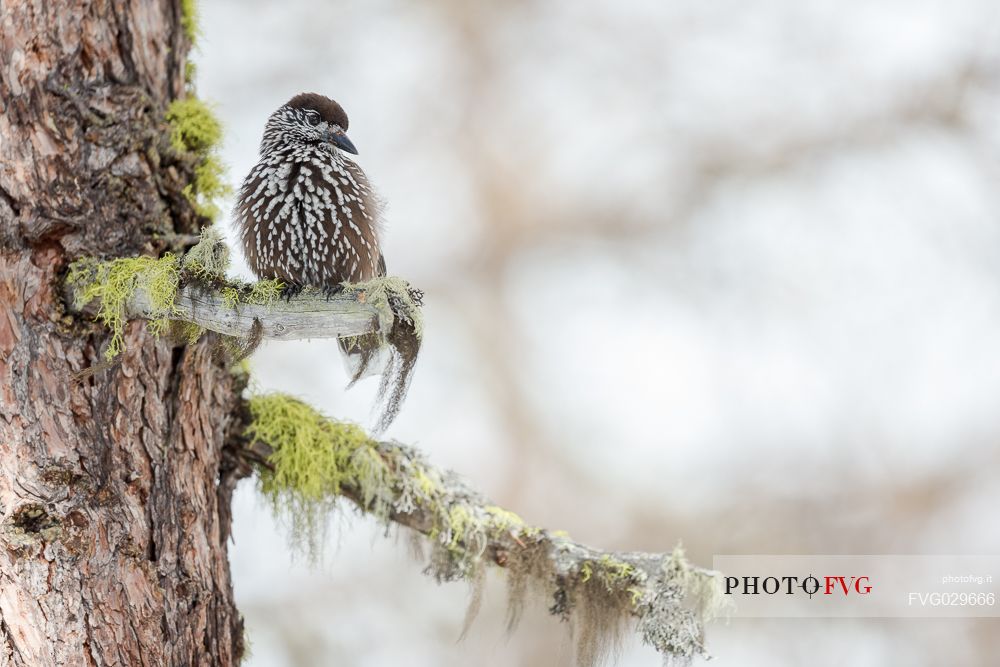 Portrait of spotted nutcracker, Nucifraga caryocatactes, in winter forest