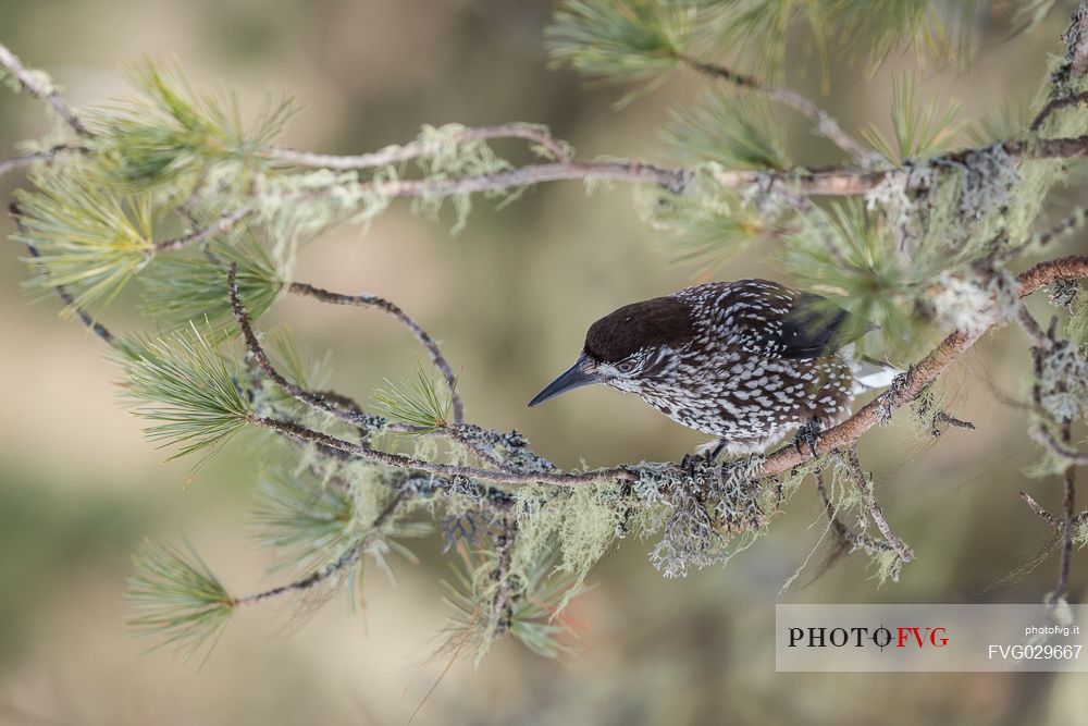 The spotted nutcracker, Nucifraga caryocatactes, in winter forest