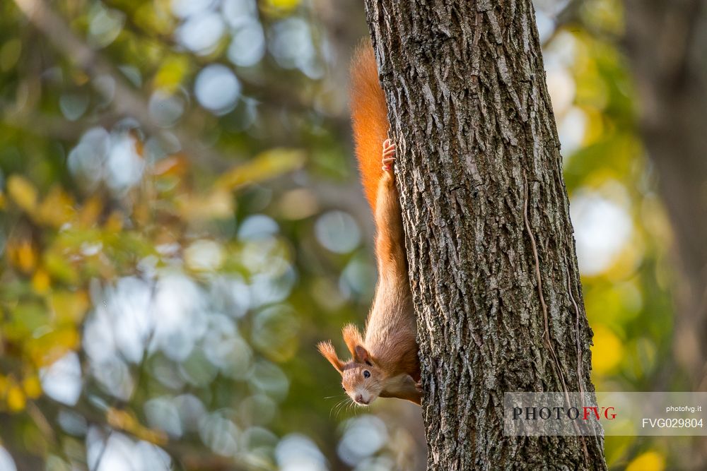 Red squirrel, Sciurus vulgaris Fuscoater, portrait