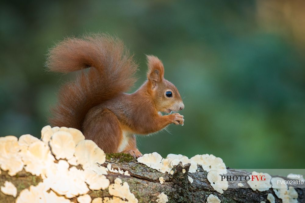 Red squirrel, Sciurus vulgaris Fuscoater portrait