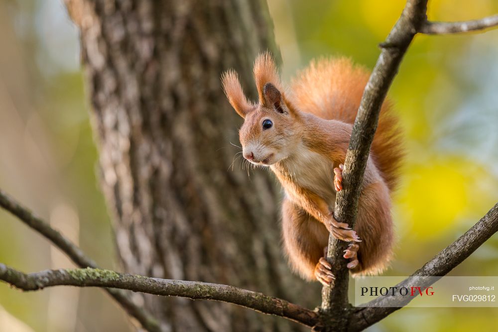 Red squirrel, Sciurus vulgaris Fuscoater, portrait