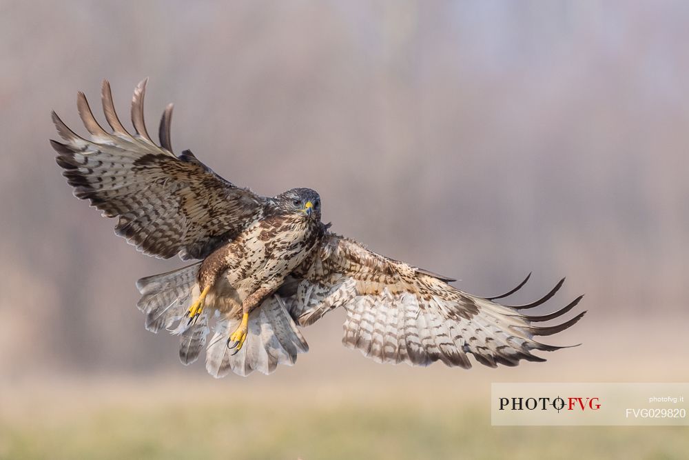 Bird of prey Buzzard, Buteo buteo in flight