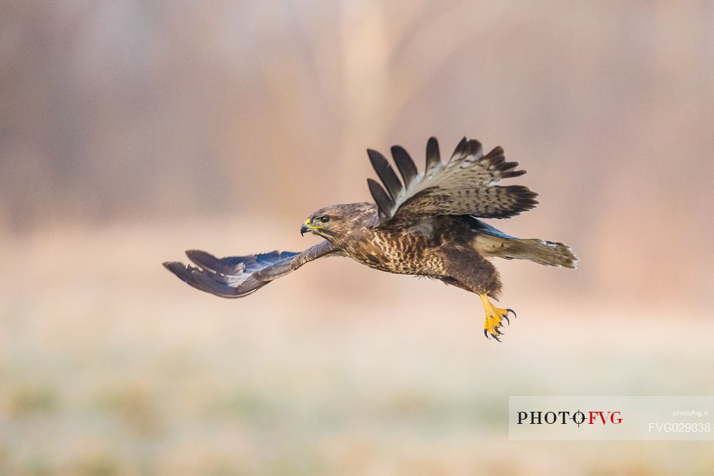 Bird of prey Buzzard, Buteo buteo in flight