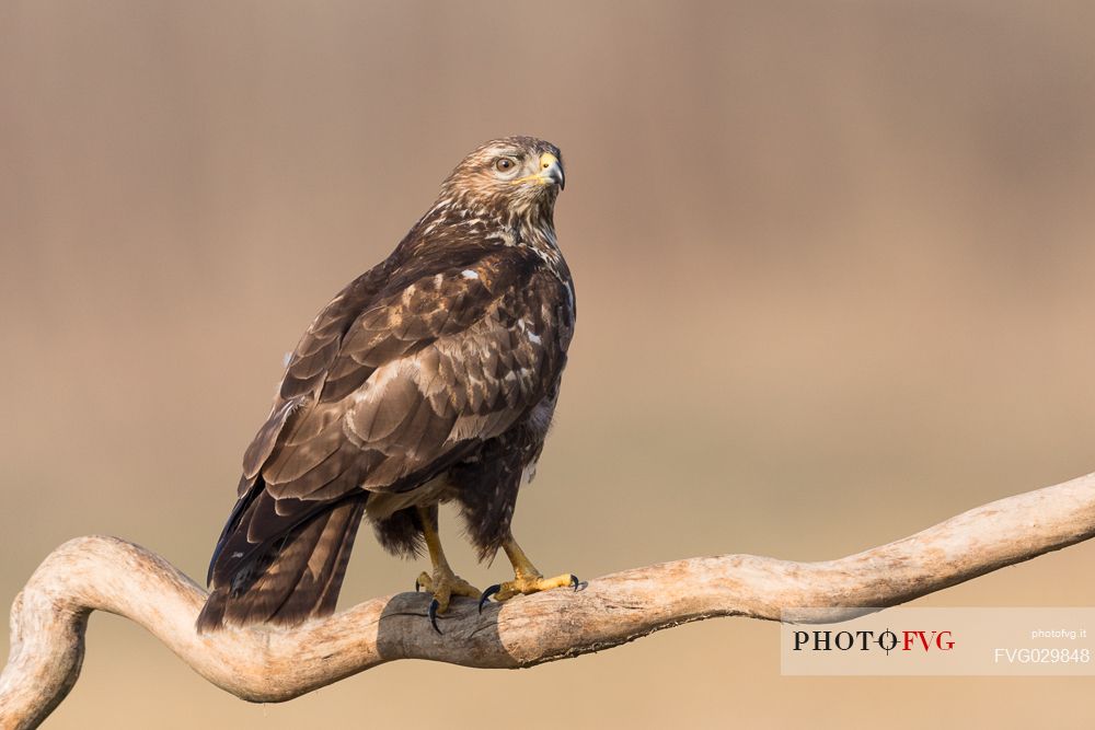 Bird of prey Buzzard,Buteo buteo, in the roost