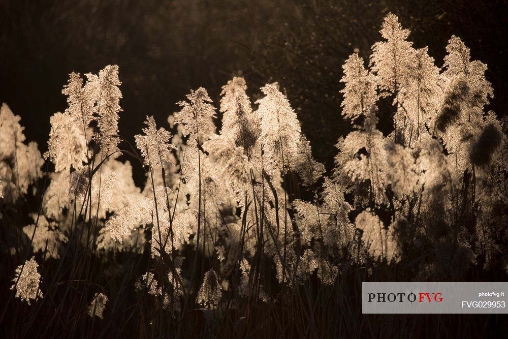 Giant cane, Arundo donax, by sundowv, Punta Sdobba, Grado, Gorizia, Italy