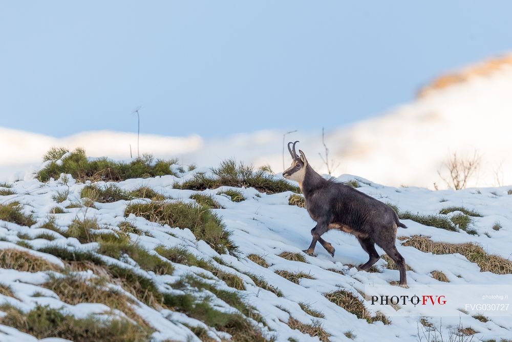 Chamois, rupicapra rupicapra, in the Julian Alps, Julian Prealps Natural Park, Friuli Venezia Giulia, Italy.