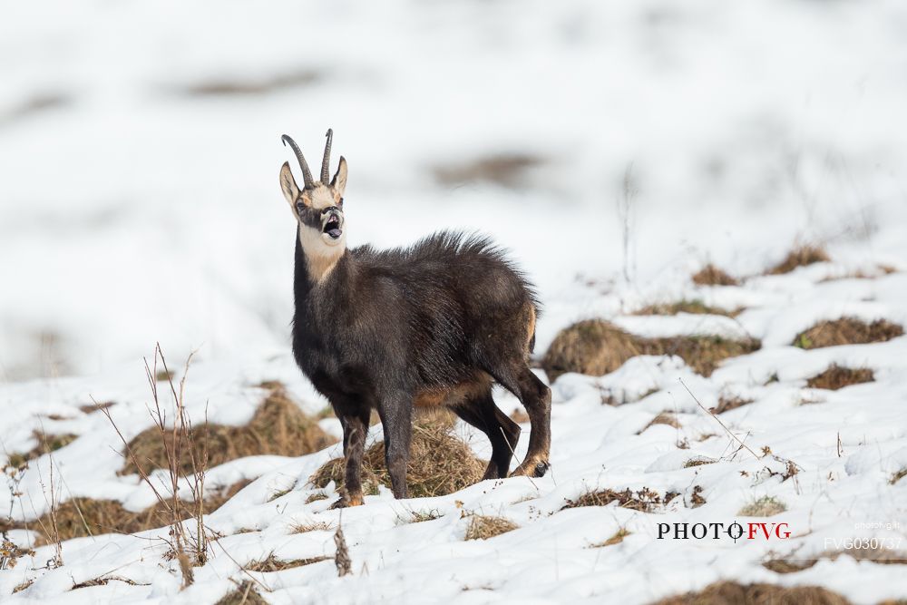 Portrait of Chamois, rupicapra rupicapra, in the Julian Alps, Julian Prealps Natural Park, Friuli Venezia Giulia, Italy.