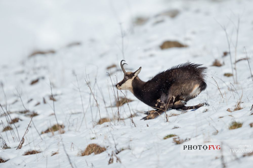 Chamois, rupicapra rupicapra, running in the Julian Alps, Julian Prealps Natural Park, Friuli Venezia Giulia, Italy.