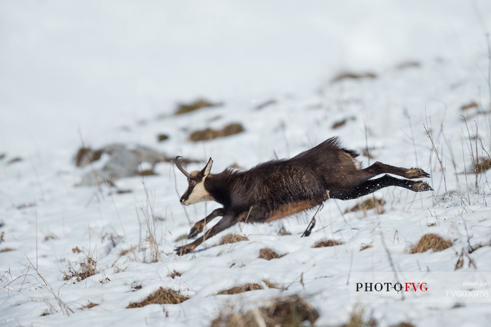 Chamois, rupicapra rupicapra, running in the Julian Alps, Julian Prealps Natural Park, Friuli Venezia Giulia, Italy.