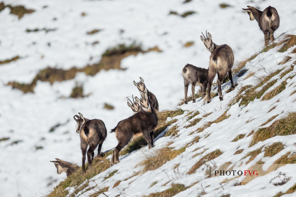 Group of chamois, rupicapra rupicapra, in the Julian Alps, Julian Prealps Natural Park, Friuli Venezia Giulia, Italy.