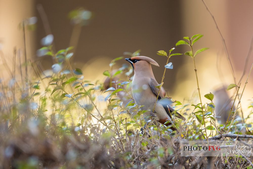 Bohemian Waxwing, Bombycilla garrulus portrait