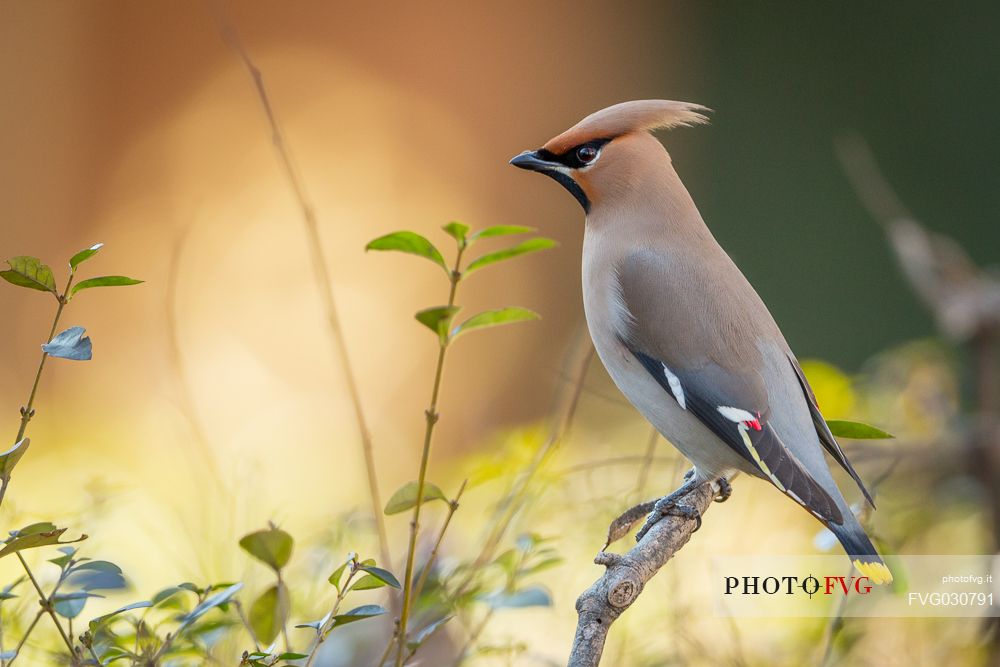 Bohemian Waxwing, Bombycilla garrulus portrait